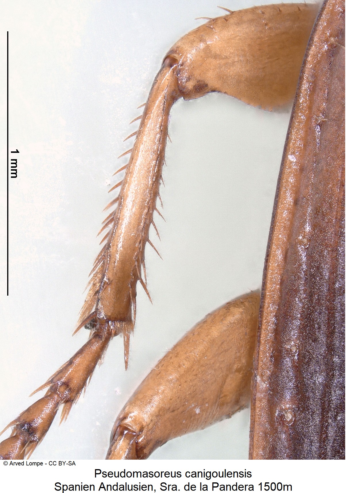 pseudomasoreus_canigoulensis_ck19101_mschn.jpg