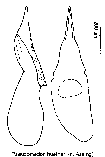 pseudomedon_huetheri.gif