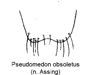 pseudomedon_obsoletus_ster.gif