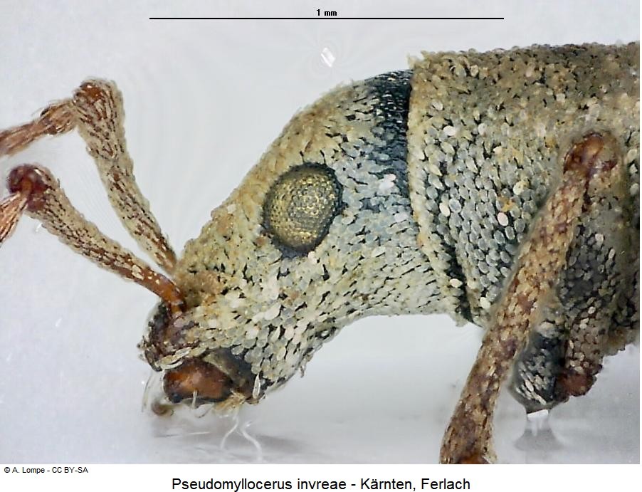 pseudomyllocerus_invreae_k.jpg