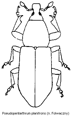 pseudopentarthrum_planifrons_hab.gif