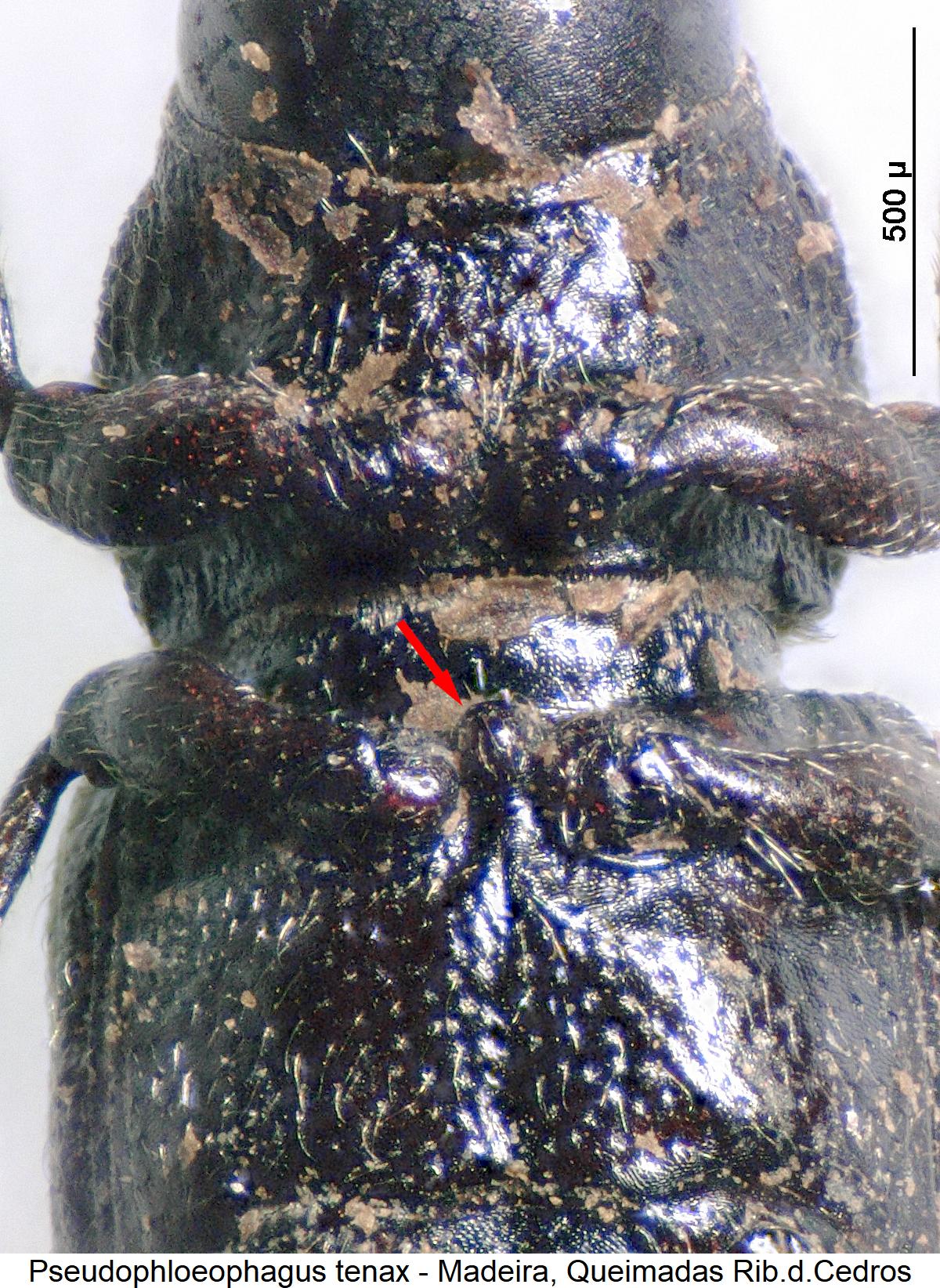 pseudophloeophagus_tenax_mbr.jpg