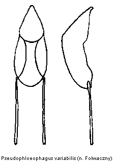 pseudophloeophagus_variabilis.gif