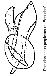 pseudoplectus_perplexus.gif