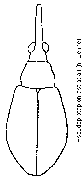 pseudoprotapion_astragali_hab.gif