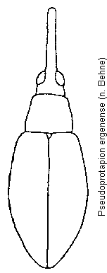 pseudoprotapion_ergenense_hab.gif