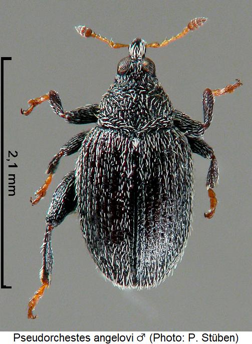 pseudorchestes_angelovi_m_hab.jpg