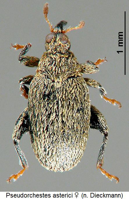 pseudorchestes_asterici_w_hab.jpg