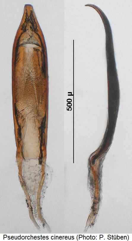 pseudorchestes_cinereus.jpg