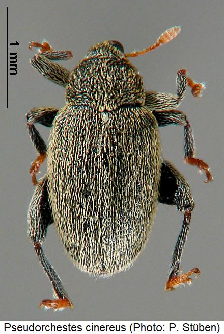 pseudorchestes_cinereus_hab.jpg
