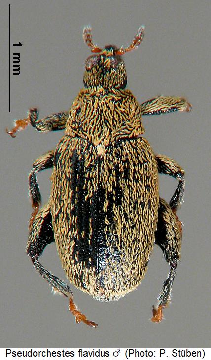 pseudorchestes_flavidus_m_hab.jpg