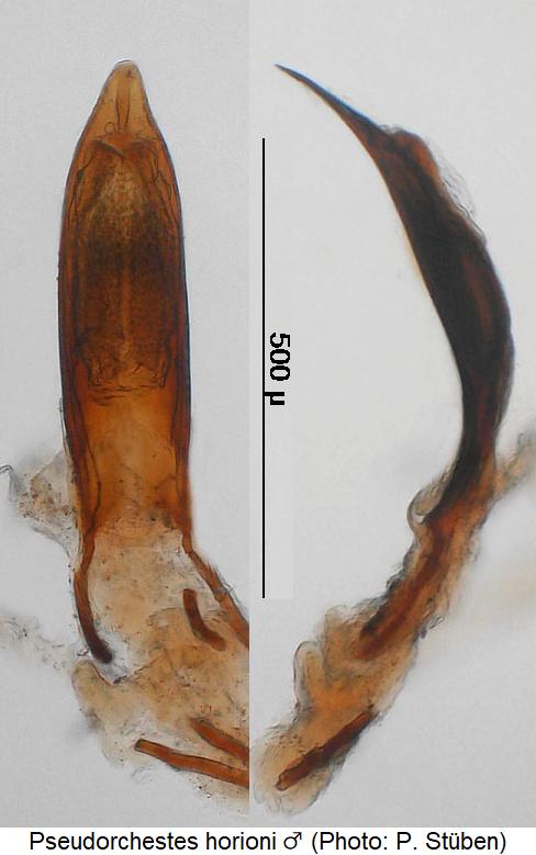 pseudorchestes_horioni.jpg