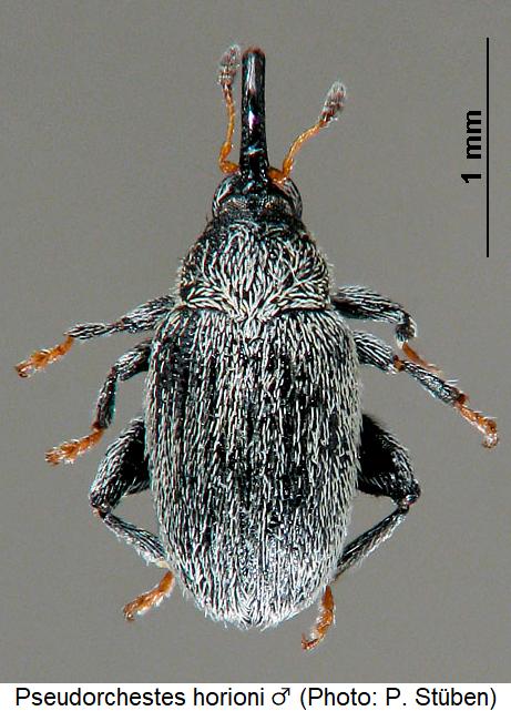 pseudorchestes_horioni_m_hab.jpg