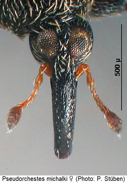 pseudorchestes_michalki_w_k.jpg