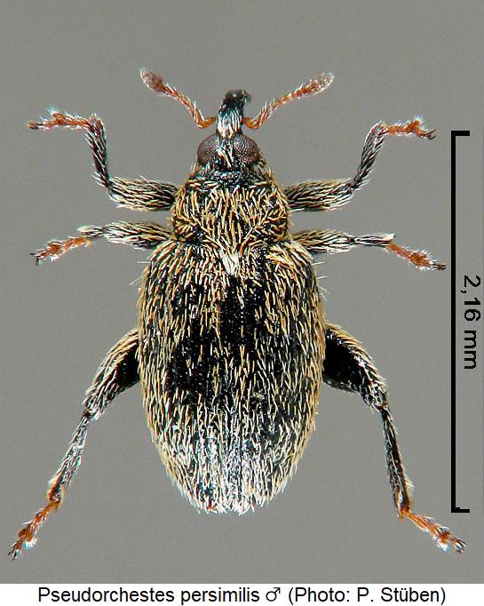 pseudorchestes_persimilis_hab.jpg