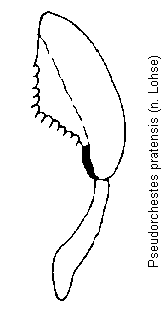 pseudorchestes_pratensis_hb.gif