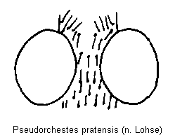 pseudorchestes_pratensis_k.gif