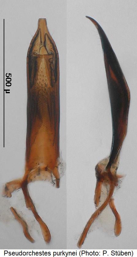 pseudorchestes_purkynei.jpg