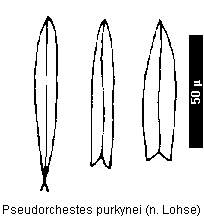pseudorchestes_purkynei_schuppen.gif