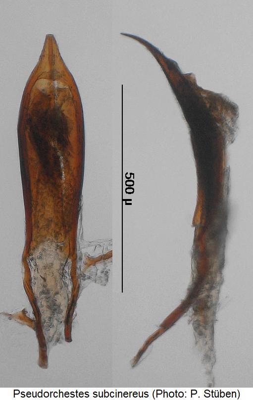 pseudorchestes_subcinereus.jpg