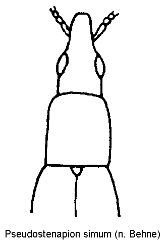 pseudostenapion_simum_vk.gif