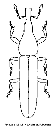 pseudostenotrupis_reticulatus_hab.gif