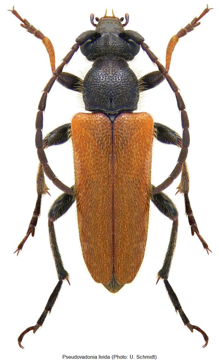pseudovadonia_livida_hab.jpg