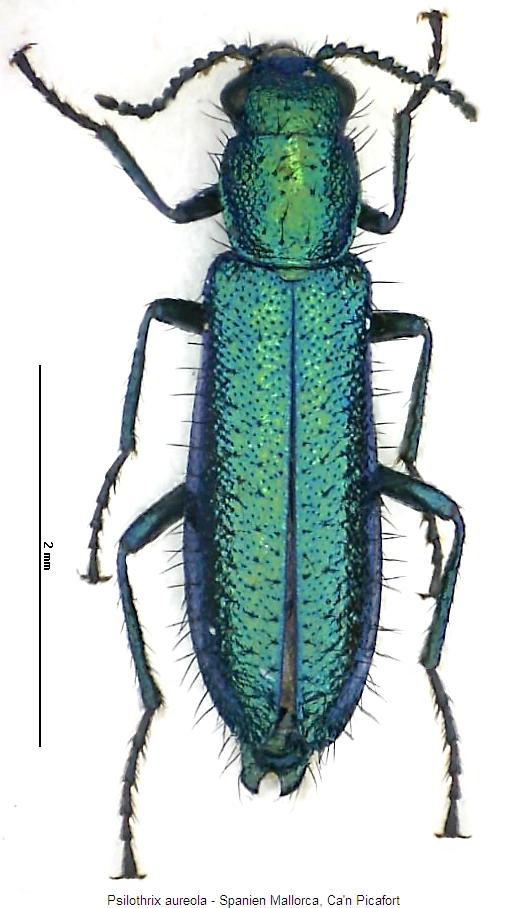 psilothrix_aureola_hab.jpg