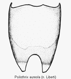 psilothrix_aureola_pyg.gif
