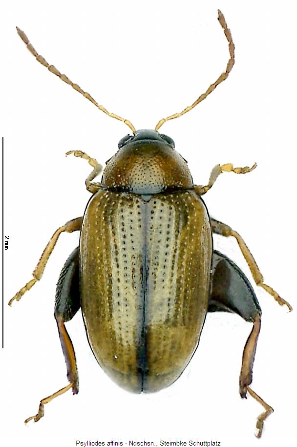psylliodes_affinis_hab.jpg