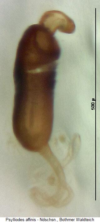psylliodes_affinis_sperm.jpg