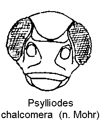 psylliodes_chalcomera_k.gif