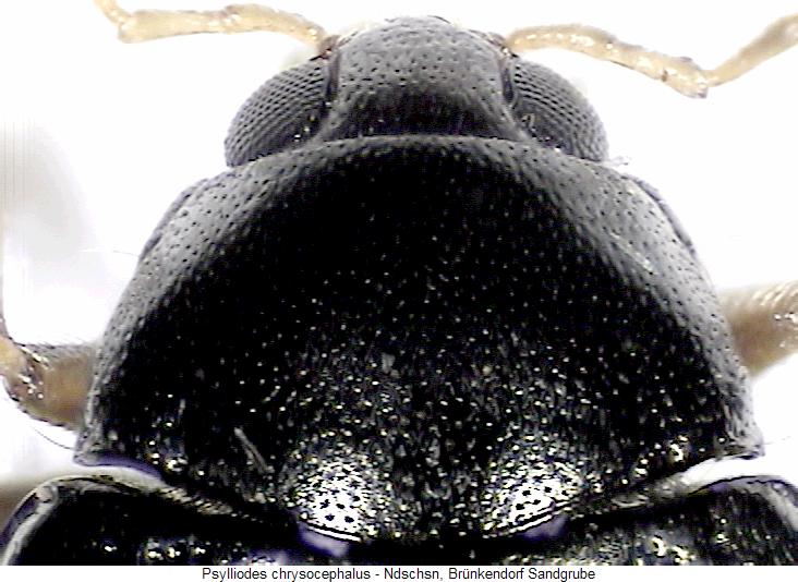 psylliodes_chrysocephalus_vk.jpg