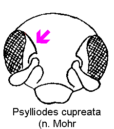 psylliodes_cupreata_k.gif