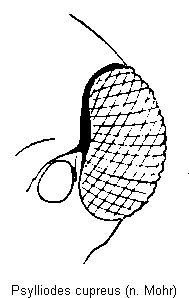 psylliodes_cupreus_k.gif