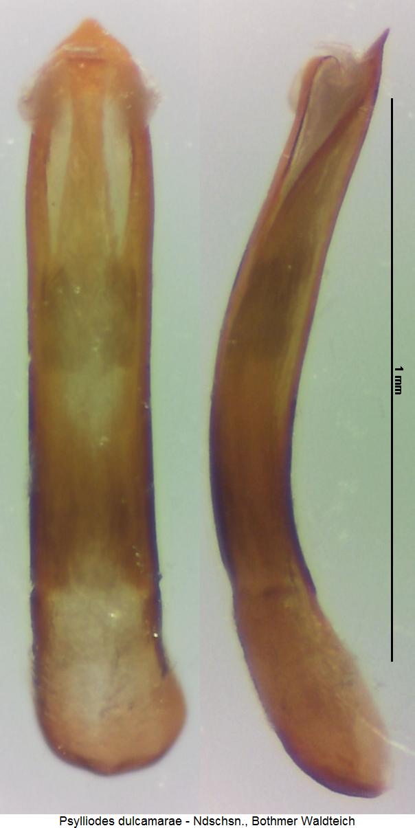 psylliodes_dulcamarae.jpg