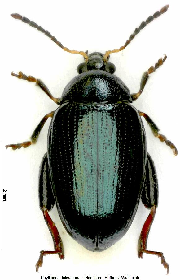 psylliodes_dulcamarae_hab.jpg
