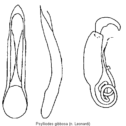 psylliodes_gibbosa.gif