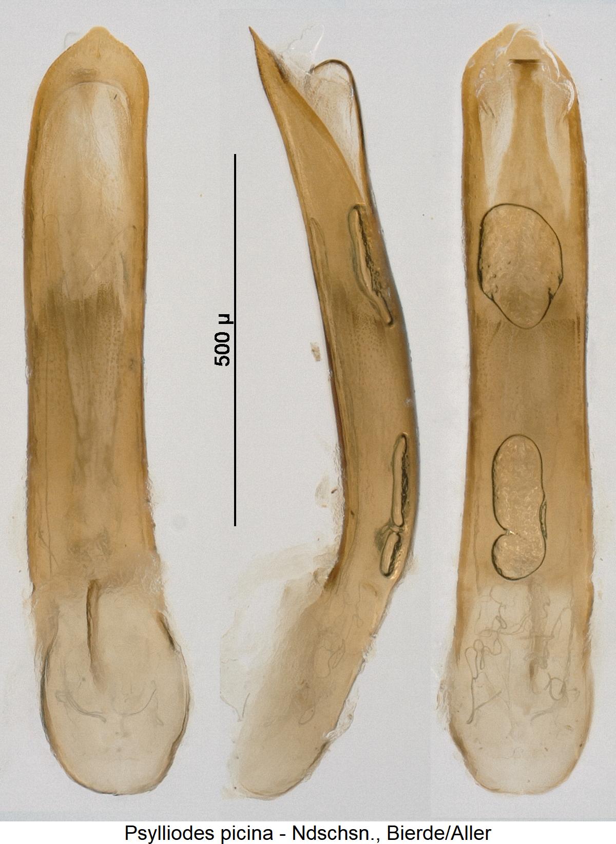 psylliodes_picina.jpg