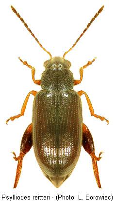 psylliodes_reitteri.jpg
