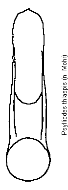 psylliodes_thlaspis.gif