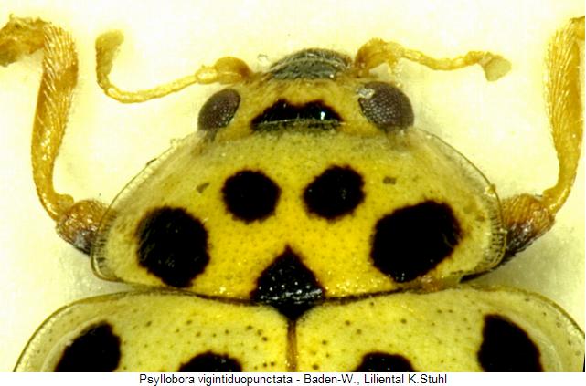 psyllobora_vigintiduopunctata_vk.jpg