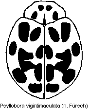 psyllobora_vigintimaculata_hab.gif