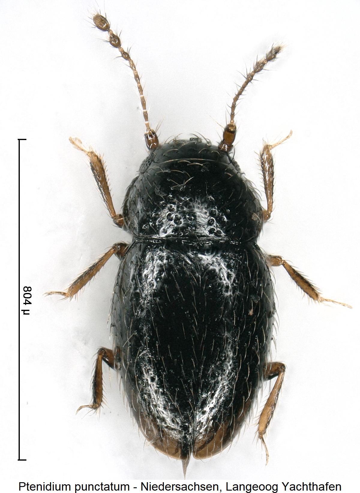 ptenidium_punctatum_hab2.jpg