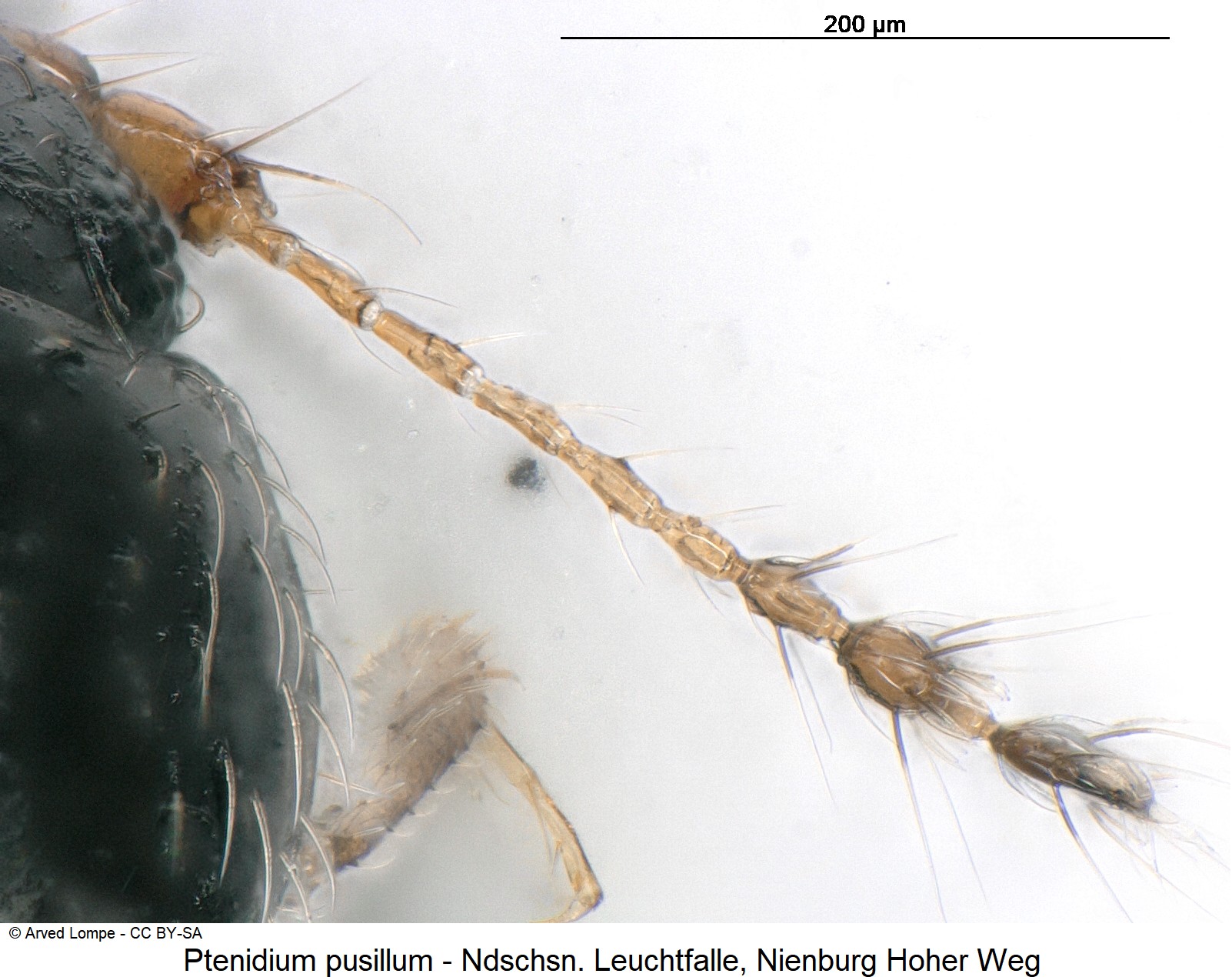 ptenidium_pusillum_ck36057526_f.jpg