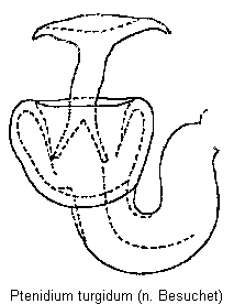 ptenidium_turgidum_sperm.gif