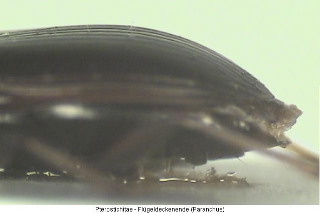 pterostichitae_fld_ende.jpg