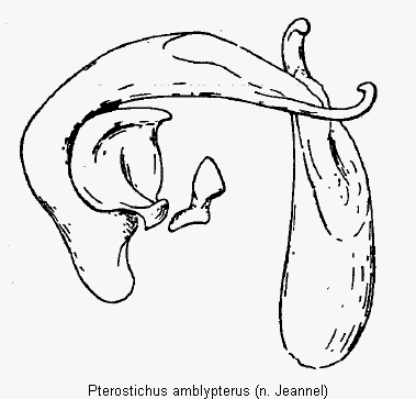 pterostichus_amblypterus.gif