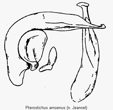 pterostichus_amoenus.gif