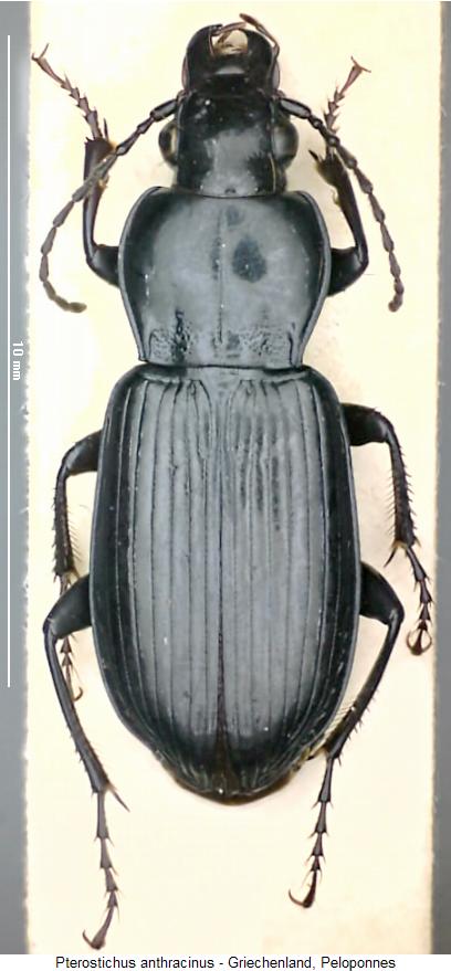 pterostichus_anthracinus_hab.jpg